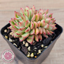 Load image into Gallery viewer, Echeveria-Mebina-x-Hyalina