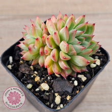 Load image into Gallery viewer, Echeveria-Mebina-x-Hyalina