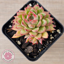 Load image into Gallery viewer, Echeveria-Mebina-x-Hyalina