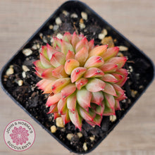 Load image into Gallery viewer, Echeveria-Mebina-x-Hyalina