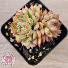 Load image into Gallery viewer, Echeveria-Mebina-x-Hyalina
