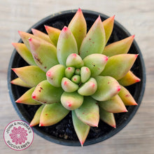 Load image into Gallery viewer, Echeveria 'Meteor'