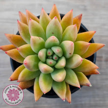 Load image into Gallery viewer, Echeveria 'Meteor'