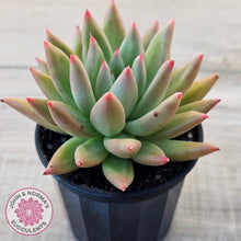 Load image into Gallery viewer, Echeveria 'Meteor'