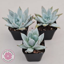 Load image into Gallery viewer, Echeveria 'Mexican Giant'