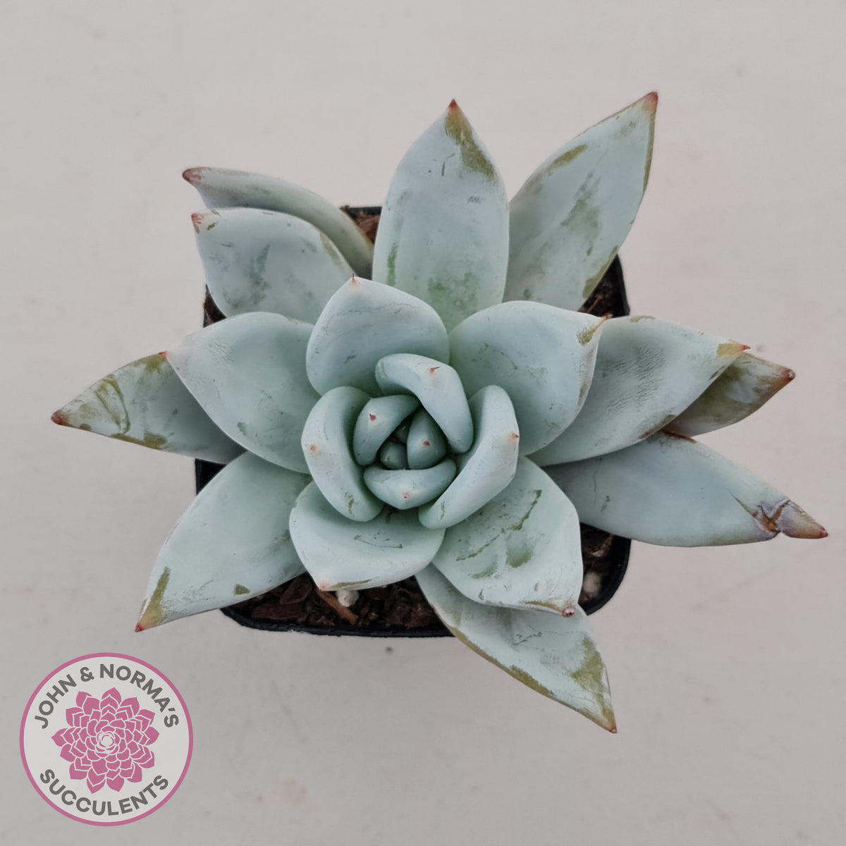 Echeveria 'Mexican Giant'