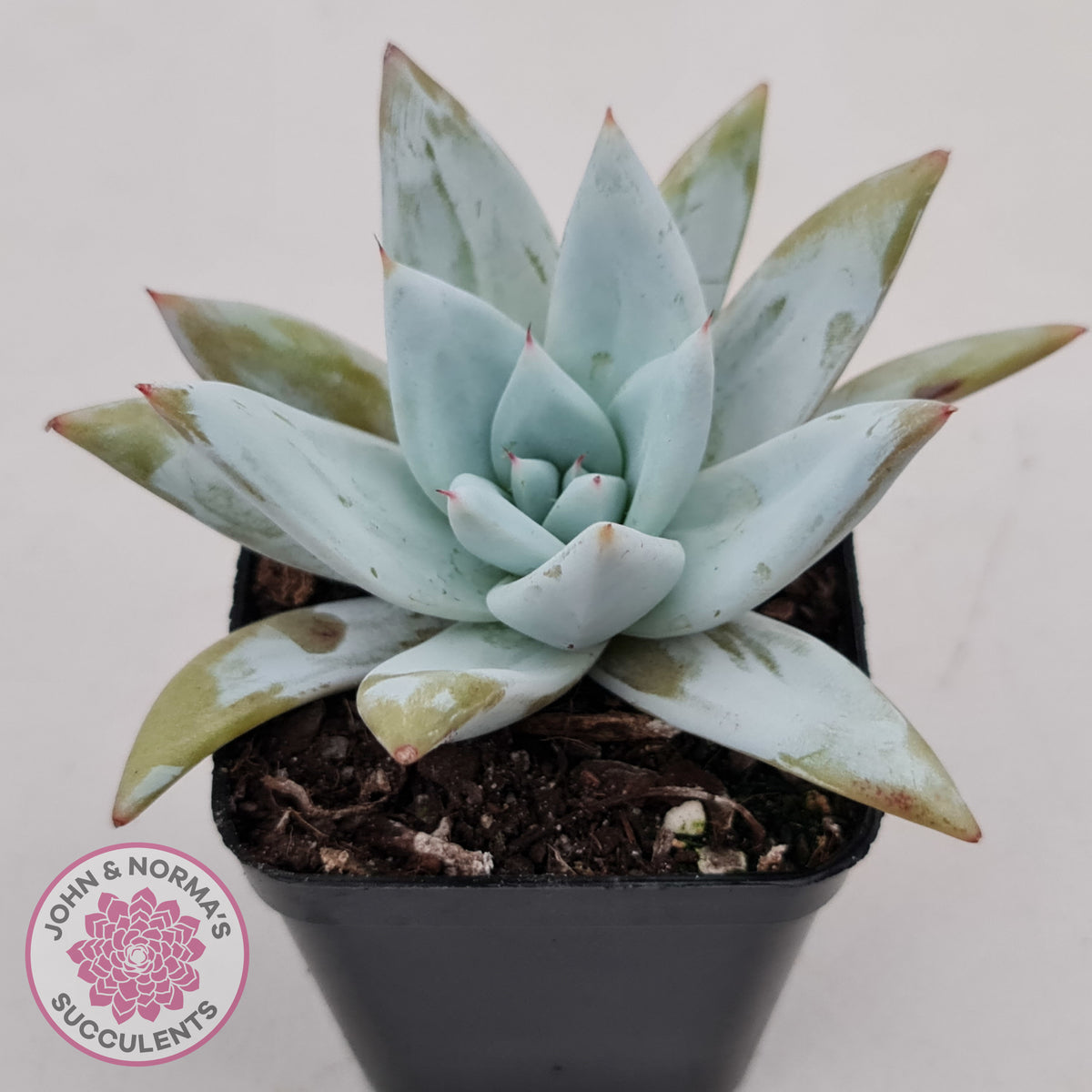 Echeveria 'Mexican Giant'