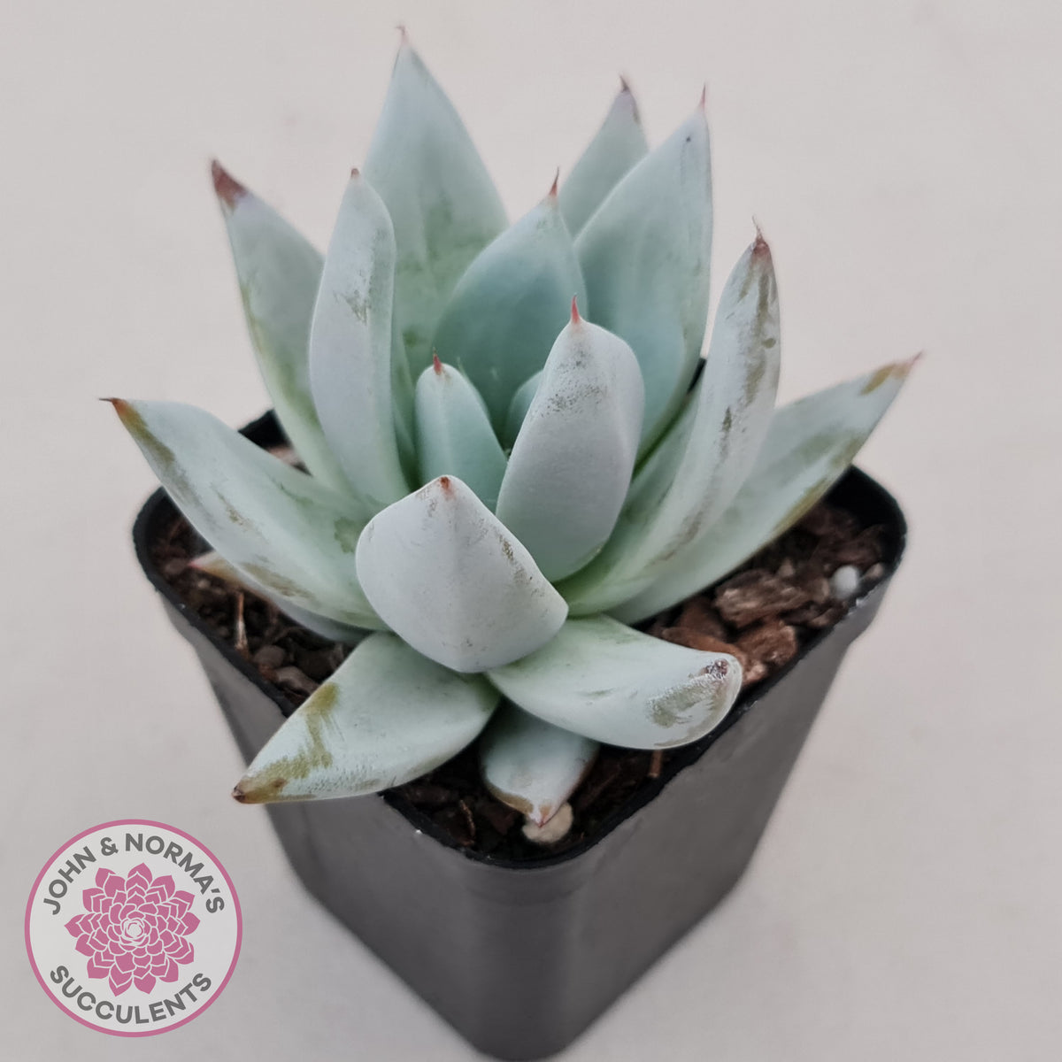 Echeveria 'Mexican Giant'