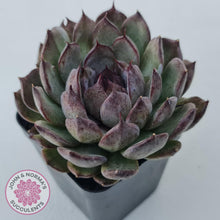 Load image into Gallery viewer, Echeveria 'Midnight' - John & Norma's Succulents Australia