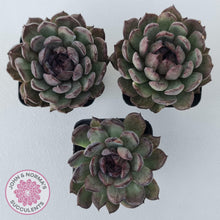 Load image into Gallery viewer, Echeveria 'Midnight' - John & Norma's Succulents Australia
