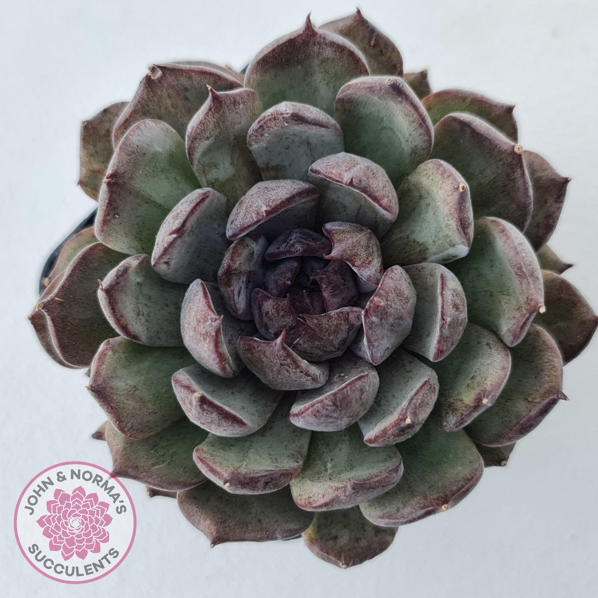 Echeveria 'Midnight'