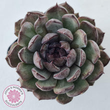 Load image into Gallery viewer, Echeveria 'Midnight' - John & Norma's Succulents Australia