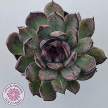 Load image into Gallery viewer, Echeveria 'Midnight' - John & Norma's Succulents Australia