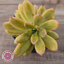 Load image into Gallery viewer, Echeveria Mini Bell Albo Variegata (w pups)