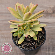 Load image into Gallery viewer, Echeveria Mini Bell Albo Variegata (w pups)