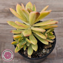 Load image into Gallery viewer, Echeveria Mini Bell Albo Variegata (w pups)