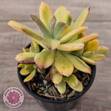 Load image into Gallery viewer, Echeveria Mini Bell Albo Variegata (w pups)
