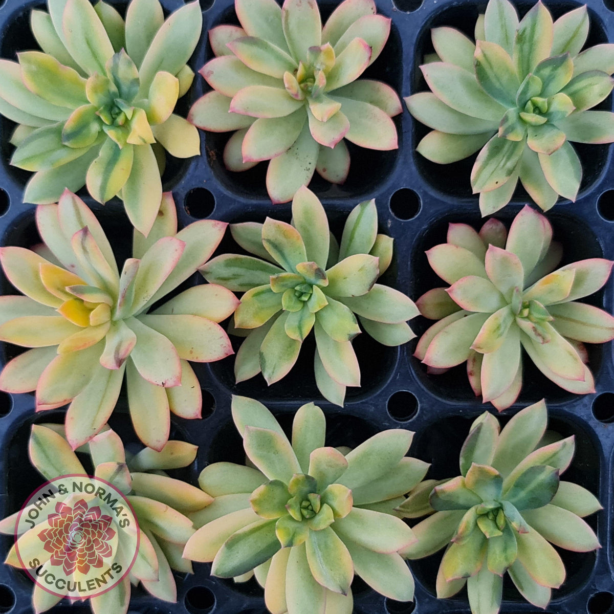 Echeveria Mini Bell Albo Variegata - Cutting x 1