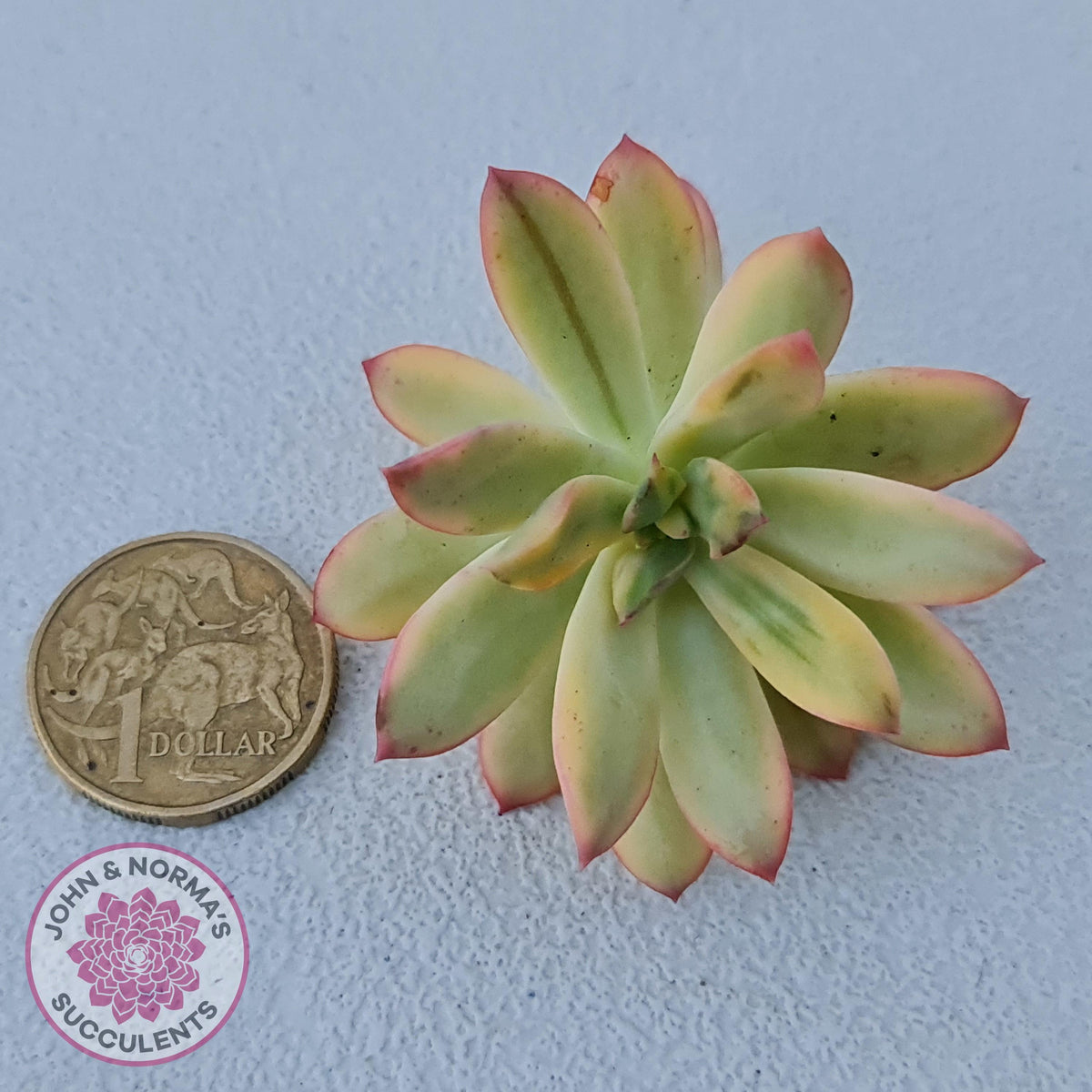 Echeveria Mini Bell Albo Variegata - Cutting x 1