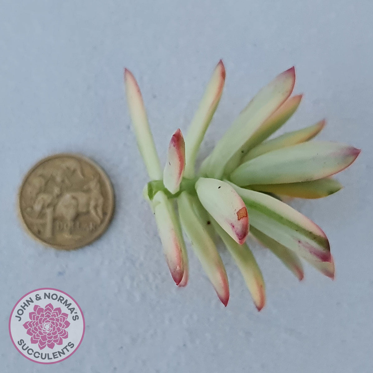 Echeveria Mini Bell Albo Variegata - Cutting x 1