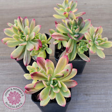 Load image into Gallery viewer, Echeveria Mini Bell Albo Variegata (w pups)