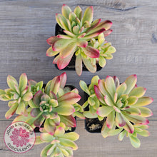 Load image into Gallery viewer, Echeveria Mini Bell Albo Variegata (w pups)