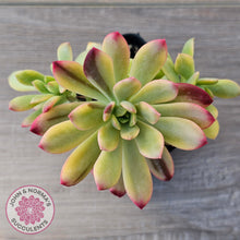 Load image into Gallery viewer, Echeveria Mini Bell Albo Variegata (w pups)