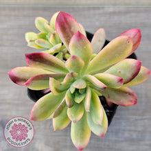 Load image into Gallery viewer, Echeveria Mini Bell Albo Variegata (w pups)