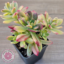Load image into Gallery viewer, Echeveria Mini Bell Albo Variegata (w pups)