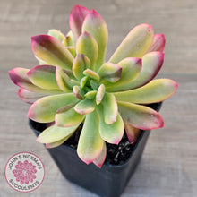 Load image into Gallery viewer, Echeveria Mini Bell Albo Variegata (w pups)