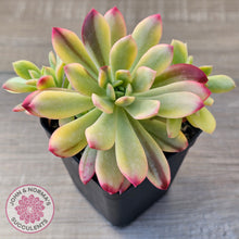 Load image into Gallery viewer, Echeveria Mini Bell Albo Variegata (w pups)