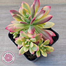 Load image into Gallery viewer, Echeveria Mini Bell Albo Variegata (w pups)