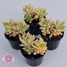 Load image into Gallery viewer, Echeveria Mini Bell Albo Variegata (w pups)