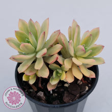 Load image into Gallery viewer, Echeveria Mini Bell Albo Variegata (w pups)