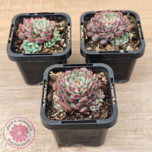 Load image into Gallery viewer, Echeveria  minima