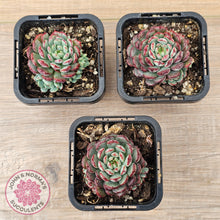 Load image into Gallery viewer, Echeveria  minima