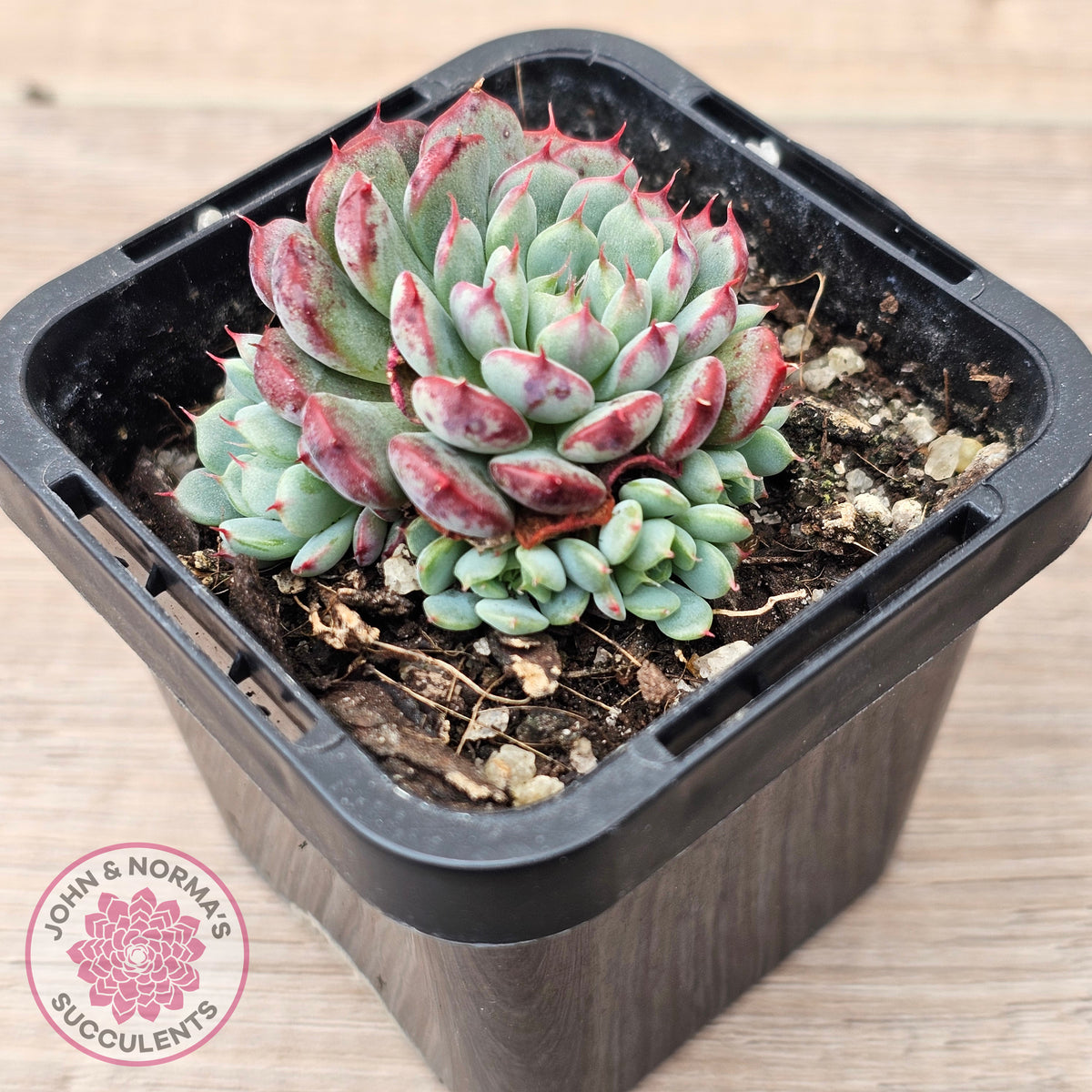 Echeveria minima