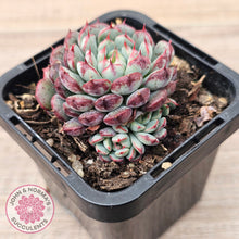 Load image into Gallery viewer, Echeveria  minima