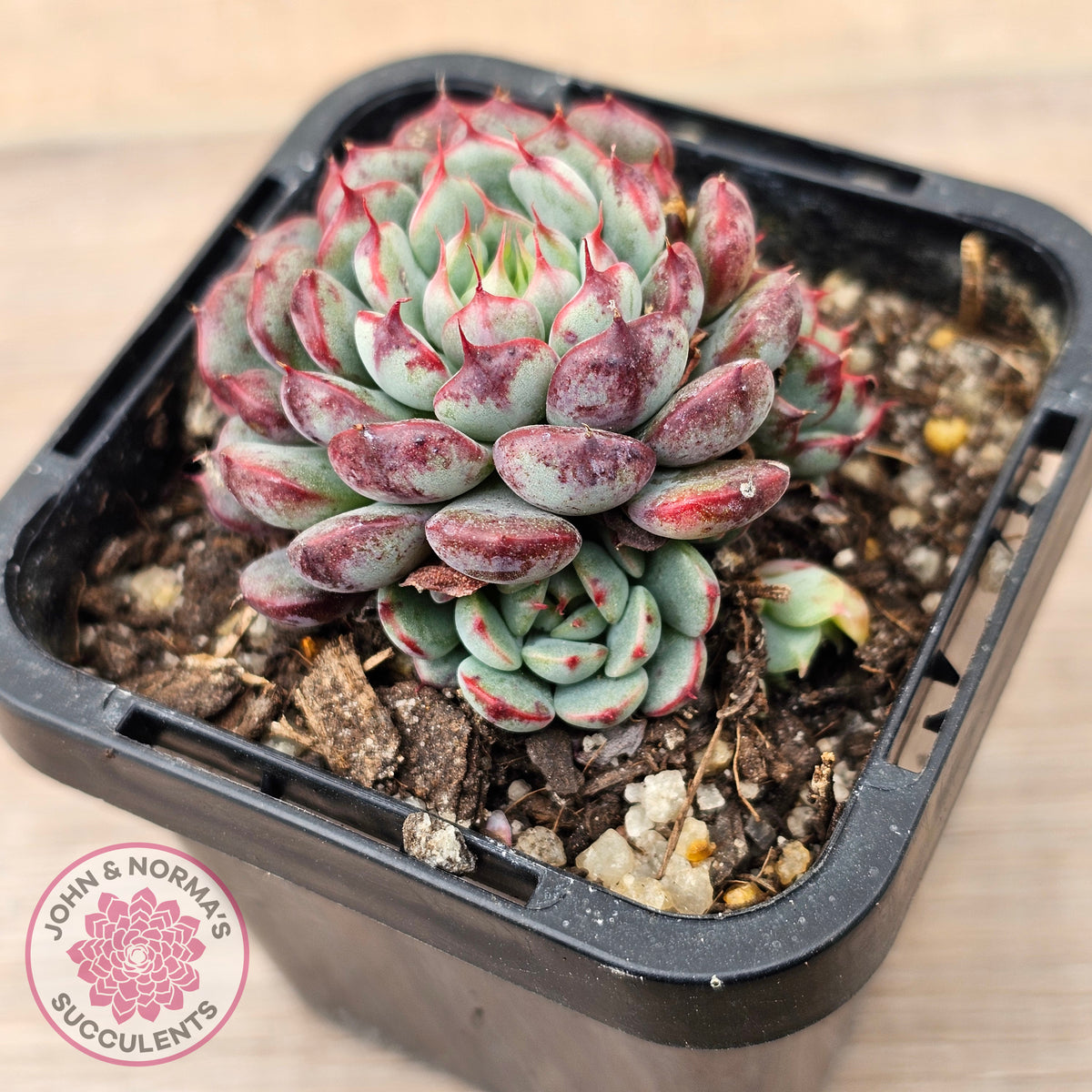 Echeveria minima