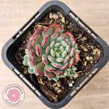 Load image into Gallery viewer, Echeveria  minima