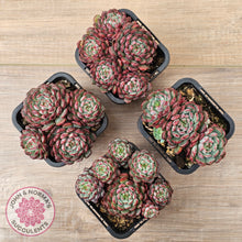 Load image into Gallery viewer, Echeveria  minima