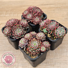 Load image into Gallery viewer, Echeveria  minima