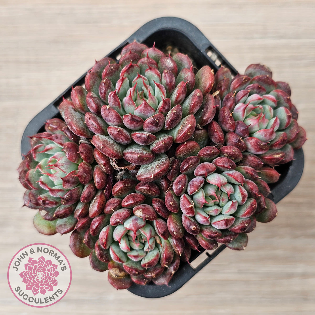 Echeveria minima