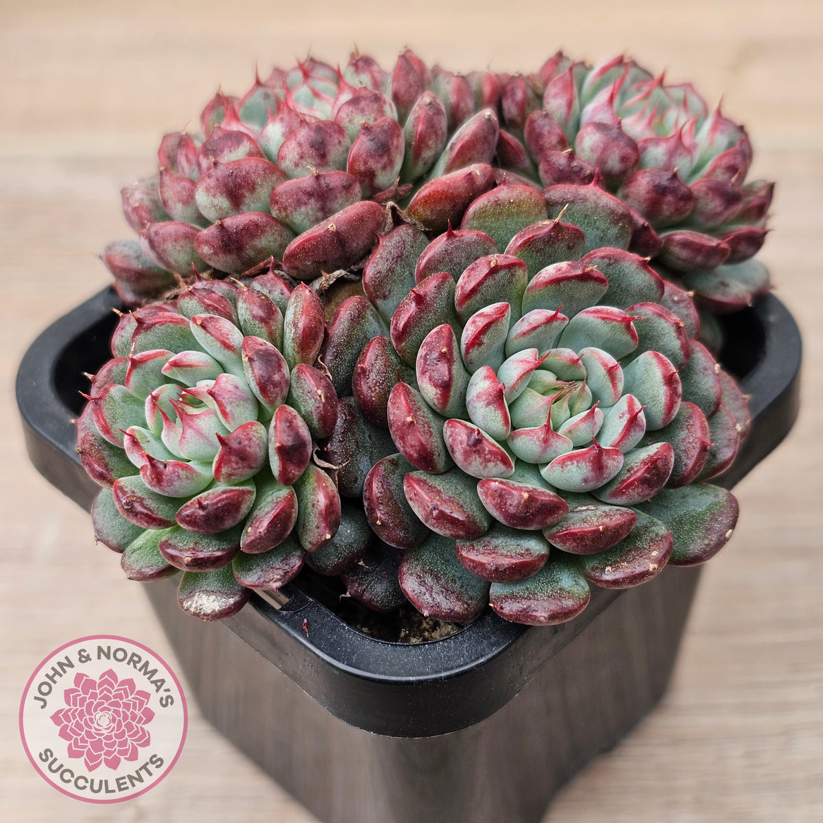 Echeveria minima