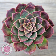 Load image into Gallery viewer, Echeveria 'Mohican' - Korean Form