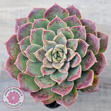 Load image into Gallery viewer, Echeveria 'Mohican' - Korean Form
