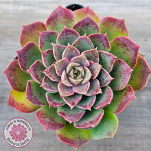 Load image into Gallery viewer, Echeveria 'Mohican' - Korean Form