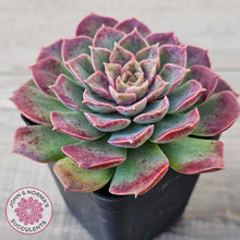 Load image into Gallery viewer, Echeveria 'Mohican' - Korean Form