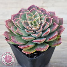 Load image into Gallery viewer, Echeveria 'Mohican' - Korean Form
