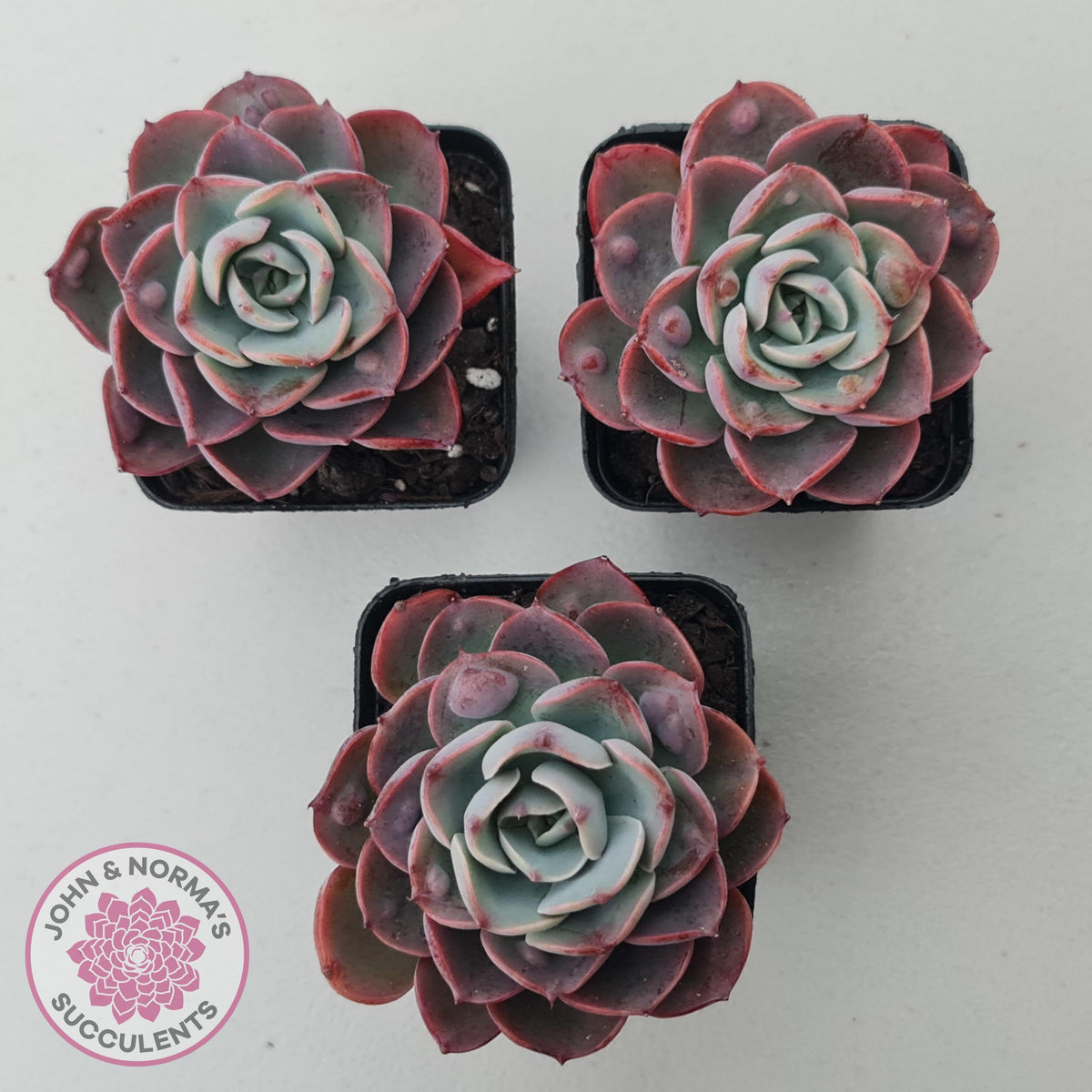 Echeveria 'Monica Drop'